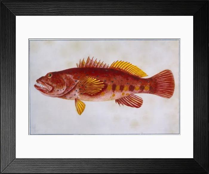 Framed Print : Scarlet Rock Cod Framed Print : Scarlet Rock Cod