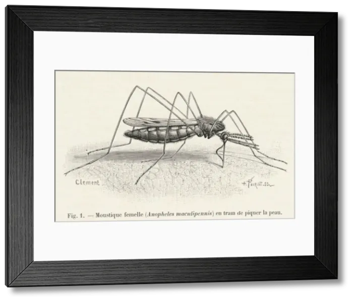 Framed Print : Mosquito Biting a Human Framed Print : Mosquito Biting a Human