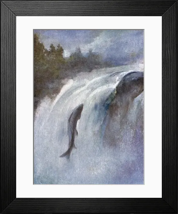 Framed Print : A Salmon Leaping Framed Print : A Salmon Leaping