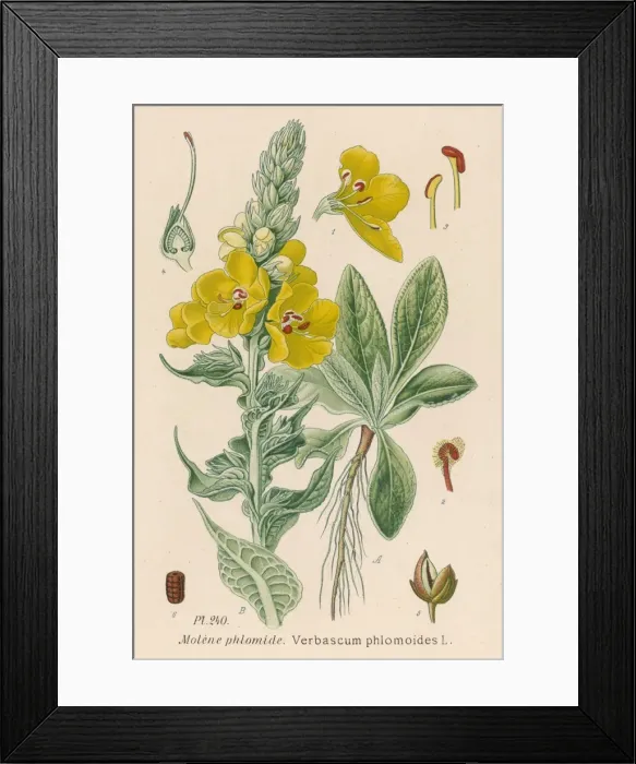 Framed Print : Verbascum Phlomoides Framed Print : Verbascum Phlomoides