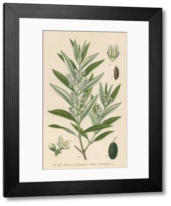 Framed Print : Plants / Olea Europaea Framed Print : Plants / Olea Europaea
