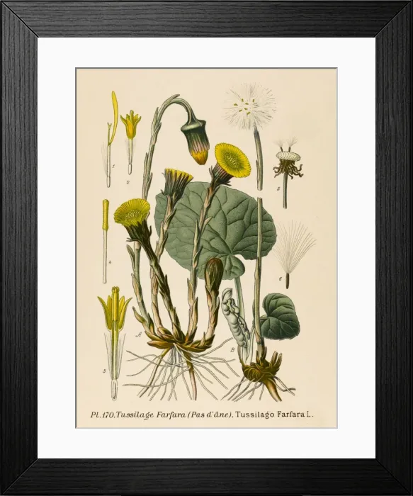 Framed Print : Plants / Tussilago Farfara Framed Print : Plants / Tussilago Farfara