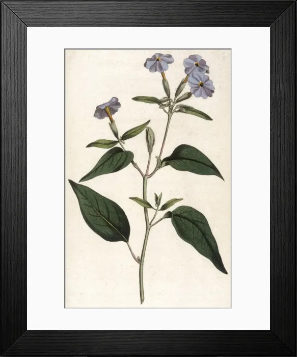 Framed Print : Browallia Americana Framed Print : Browallia Americana