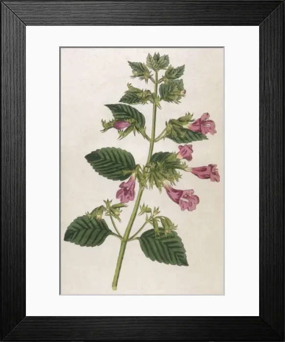 Framed Print : Melissa Grandiflora Framed Print : Melissa Grandiflora