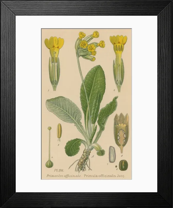 Framed Print : Primula Officinalis Framed Print : Primula Officinalis
