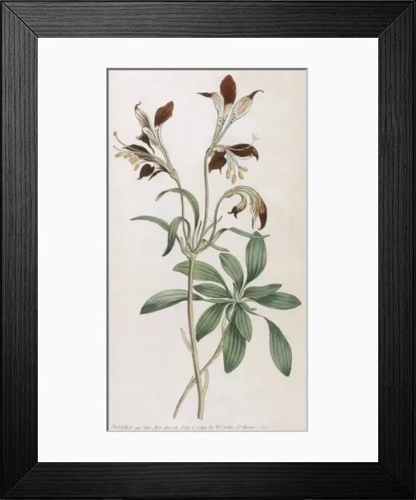 Framed Print : Alstroemeria Ligtu Framed Print : Alstroemeria Ligtu