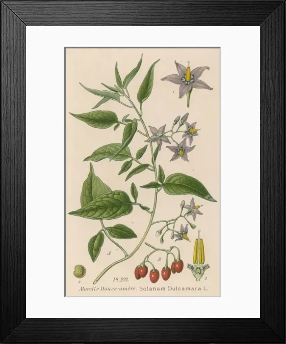 Framed Print : Plants / Solanum Dulcamara Framed Print : Plants / Solanum Dulcamara