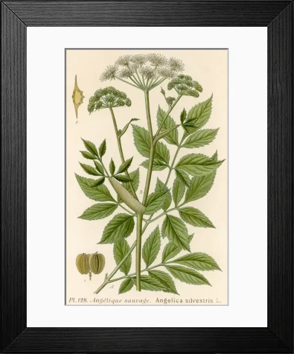 Framed Print : Angelica Silvestris Framed Print : Angelica Silvestris