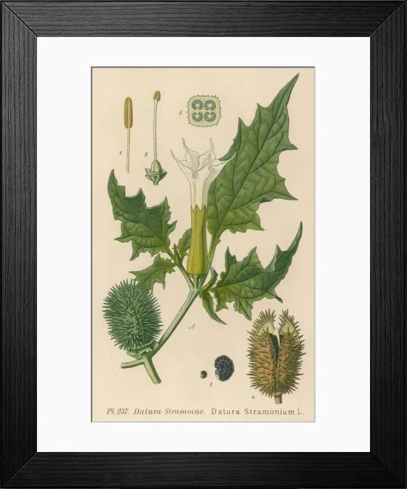 Framed Print : Plants / Datura Stramonium Framed Print : Plants / Datura Stramonium