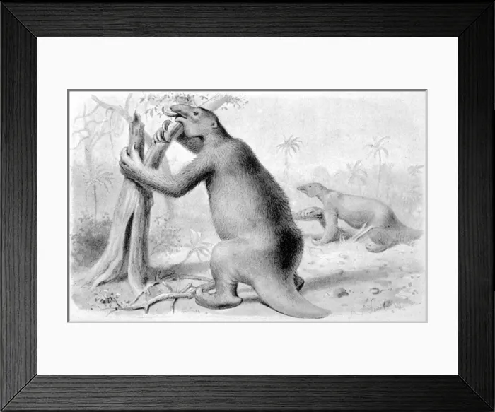 Framed Print : Extinct / Megatherium Framed Print : Extinct / Megatherium