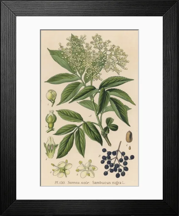 Framed Print : Plants / Sambucus Nigra Framed Print : Plants / Sambucus Nigra