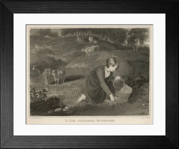 Framed Print : Gathering Mushrooms Framed Print : Gathering Mushrooms