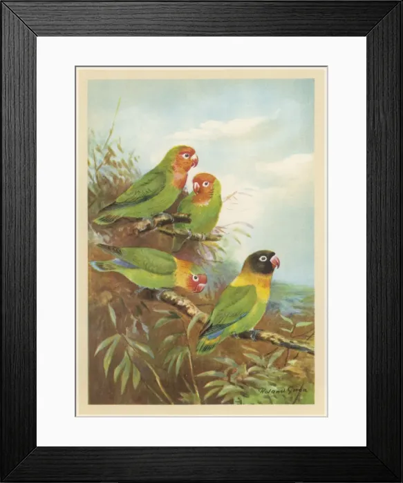 Framed Print : Bright Coloured Parrot Framed Print : Bright Coloured Parrot
