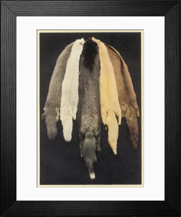 Framed Print : Furs for Fashion 1931 Framed Print : Furs for Fashion 1931
