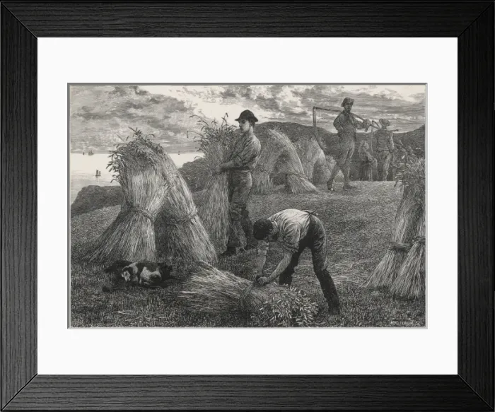 Framed Print : Harvesting Corn 1877 Framed Print : Harvesting Corn 1877