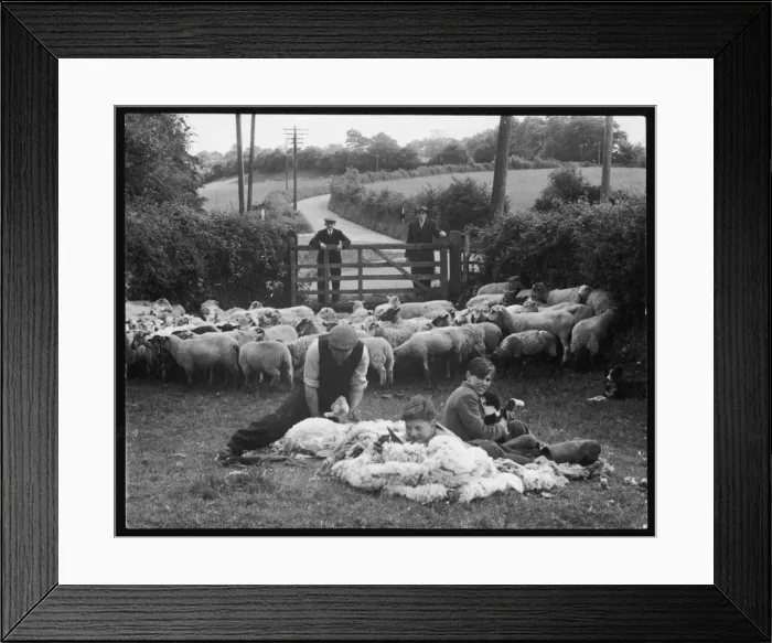 Framed Print : Sheep Shearing Wales Framed Print : Sheep Shearing Wales