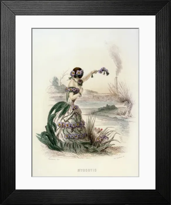 Framed Print : Grandville Myosotis 1847 Framed Print : Grandville Myosotis 1847