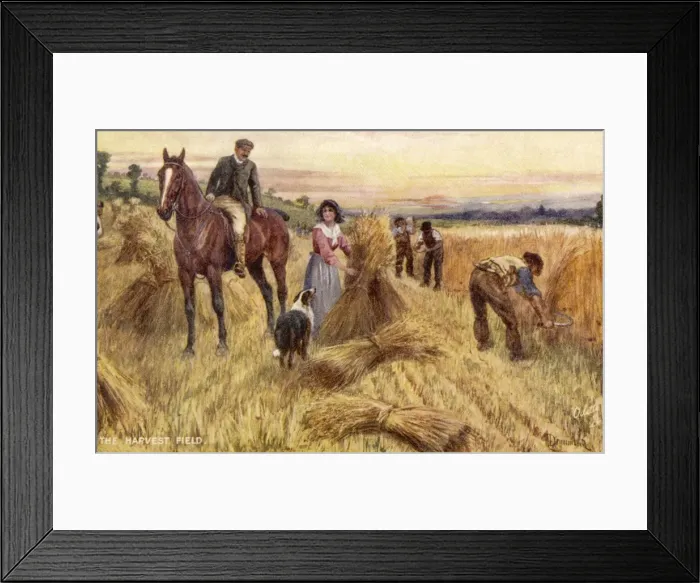 Framed Print : Harvesting by Hand Framed Print : Harvesting by Hand