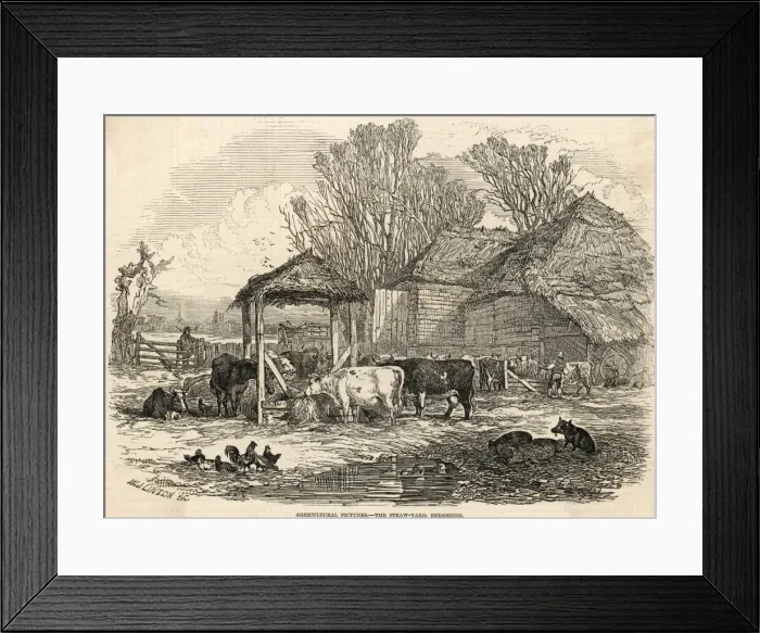 Framed Print : Berkshire Straw Yard Framed Print : Berkshire Straw Yard