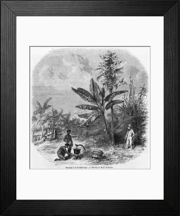 Framed Print : Guadeloupe Scene Framed Print : Guadeloupe Scene