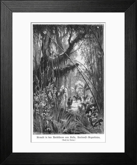 Framed Print : Argentina Forest Scene Framed Print : Argentina Forest Scene