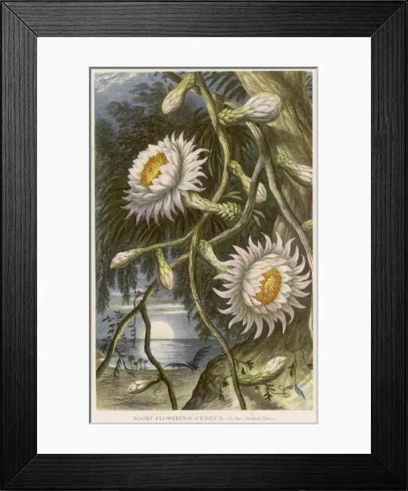 Framed Print : Cereus Grandiflorus Framed Print : Cereus Grandiflorus