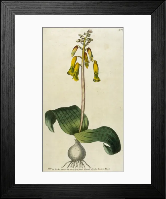Framed Print : Lachenalia Tricolor Framed Print : Lachenalia Tricolor