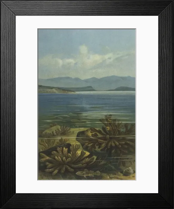 Framed Print : Underwater Scene Framed Print : Underwater Scene