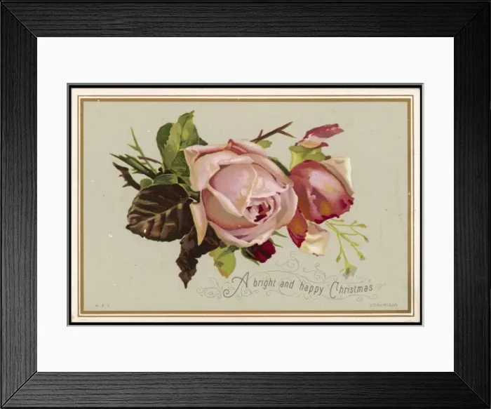 Framed Print : Pale Pink Rose Framed Print : Pale Pink Rose