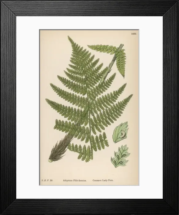 Framed Print : Ferns Athyrum Filix-F Framed Print : Ferns Athyrum Filix-F