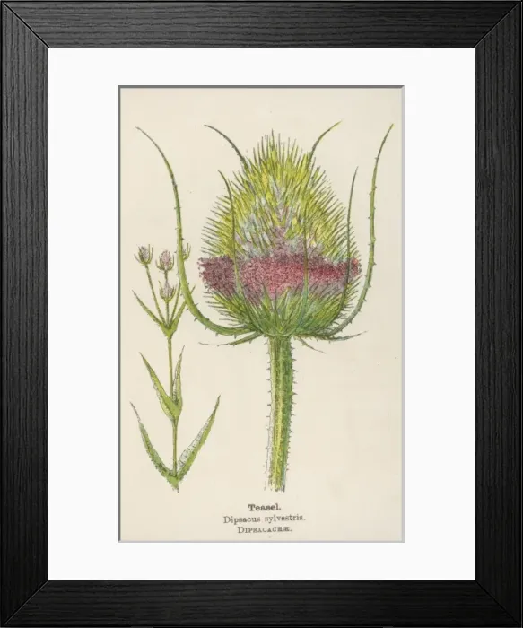 Framed Print : Dipsacus Sylvestris Framed Print : Dipsacus Sylvestris