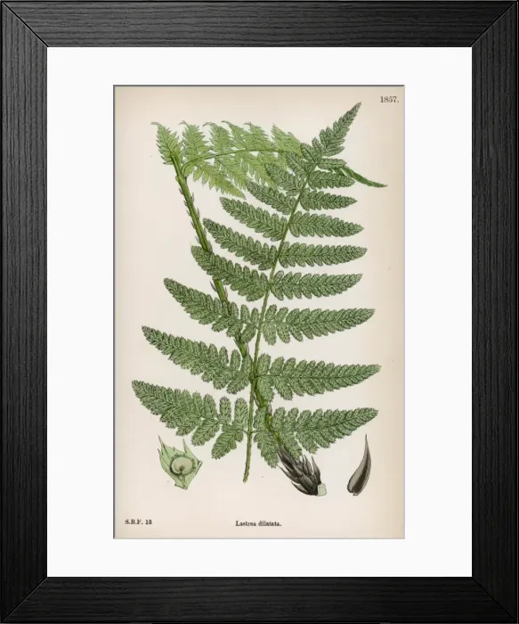 Framed Print : Ferns Lastrea Dilatata Framed Print : Ferns Lastrea Dilatata