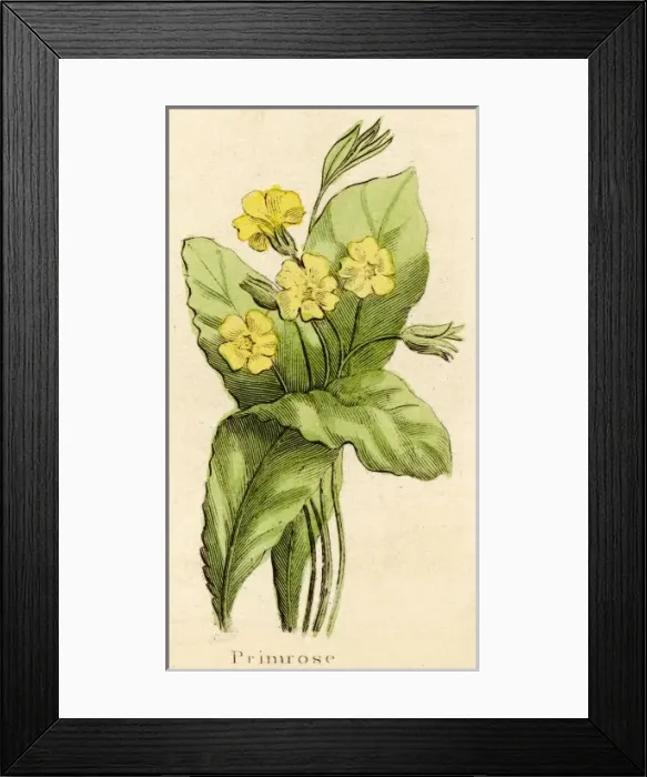 Framed Print : Plants / Primula Vulgaris Framed Print : Plants / Primula Vulgaris
