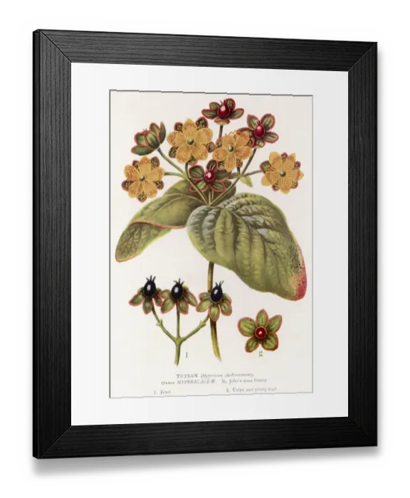 Framed Print : Hypericum Androsaemum Framed Print : Hypericum Androsaemum
