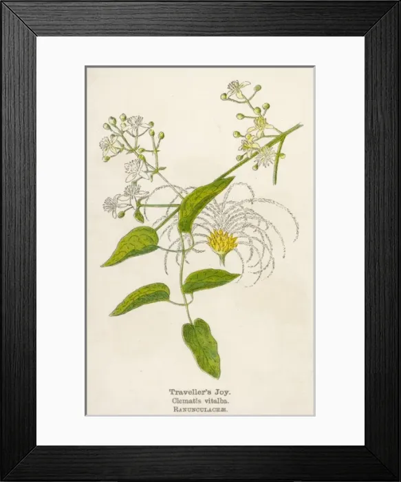 Framed Print : Plants / Clematis Vitalba Framed Print : Plants / Clematis Vitalba