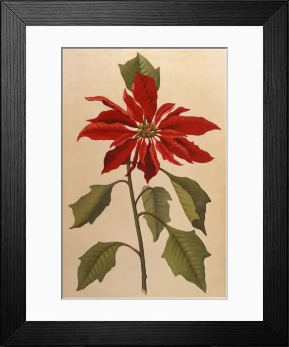 Framed Print : Euphorbia Pulcherrima Framed Print : Euphorbia Pulcherrima