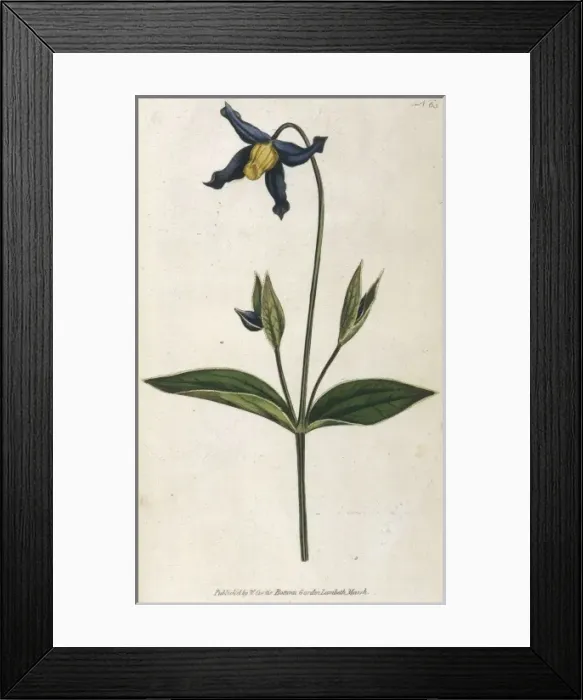 Framed Print : Clematis Integrifolia Framed Print : Clematis Integrifolia