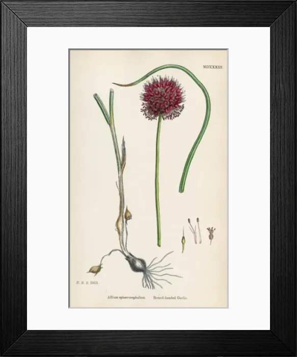 Framed Print : Allium-Round Head Garlic Framed Print : Allium-Round Head Garlic