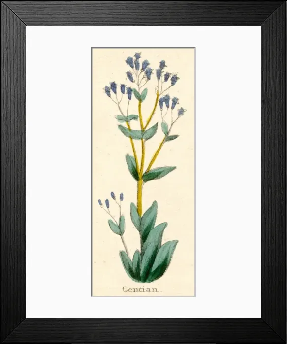 Framed Print : Plants / Gentiana Lutea Framed Print : Plants / Gentiana Lutea