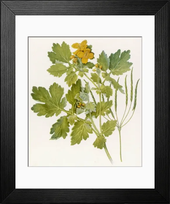 Framed Print : Plants / Chelidonium Majus Framed Print : Plants / Chelidonium Majus