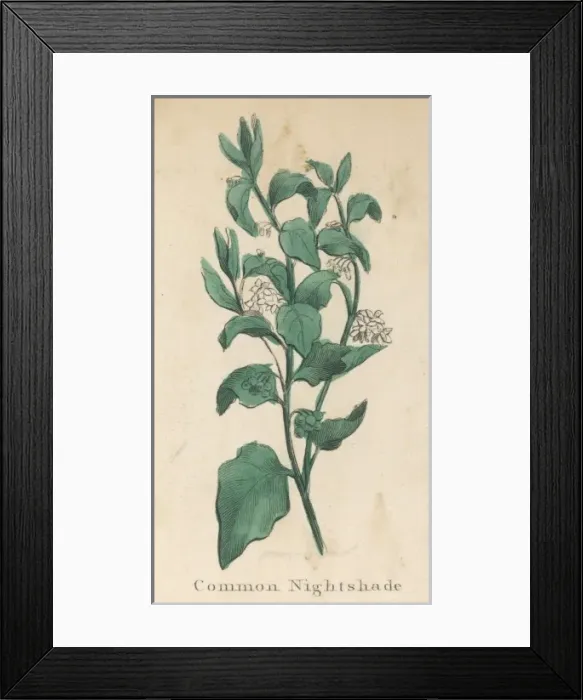 Framed Print : Plants / Solanum Nigrum Framed Print : Plants / Solanum Nigrum