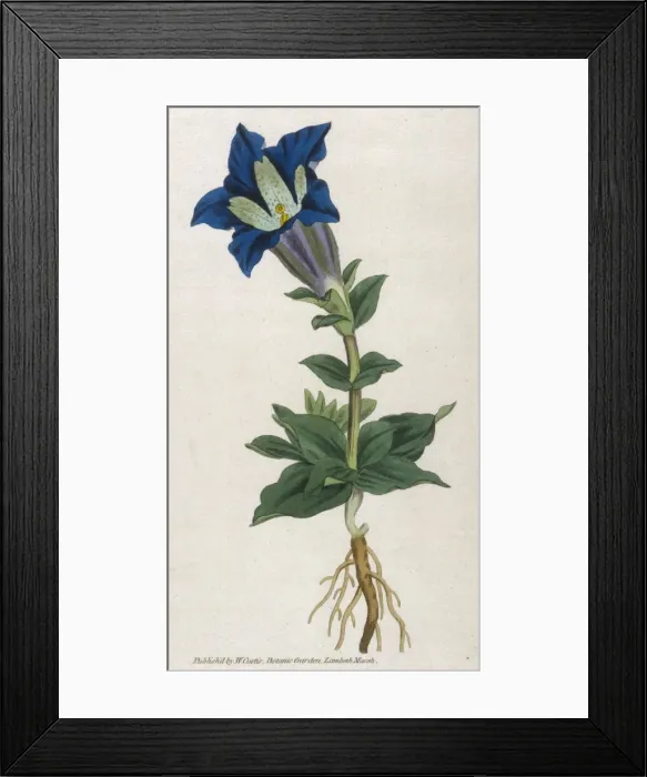 Framed Print : Plants / Gentiana Acaulis Framed Print : Plants / Gentiana Acaulis