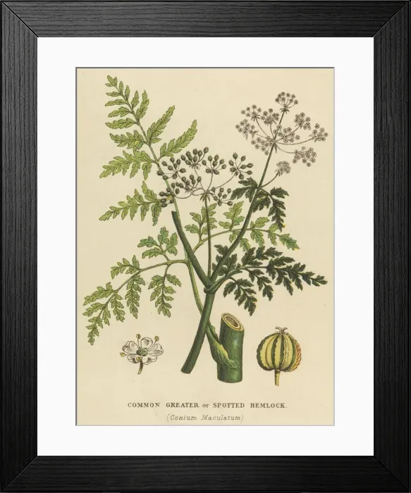 Framed Print : Plants / Conium Maculatum Framed Print : Plants / Conium Maculatum