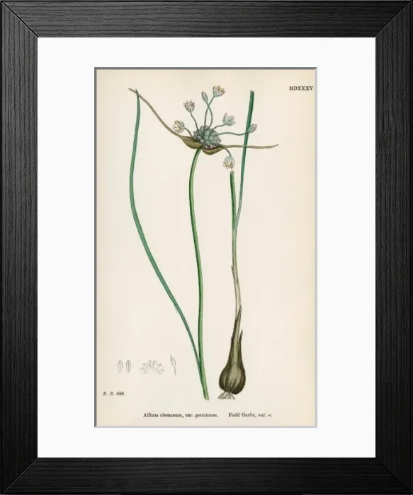 Framed Print : Plants / Allium Oleraceum Framed Print : Plants / Allium Oleraceum