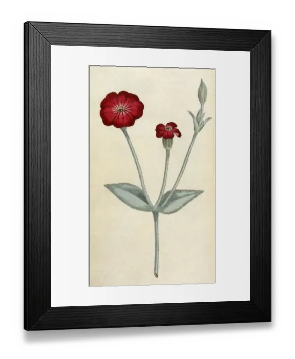 Framed Print : Agrostemma Coronaria Framed Print : Agrostemma Coronaria