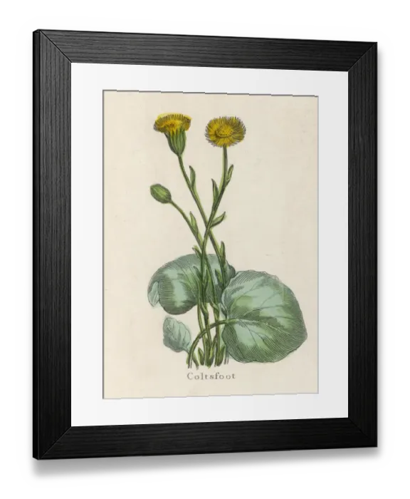 Framed Print : Plants / Tussilago Farfara Framed Print : Plants / Tussilago Farfara
