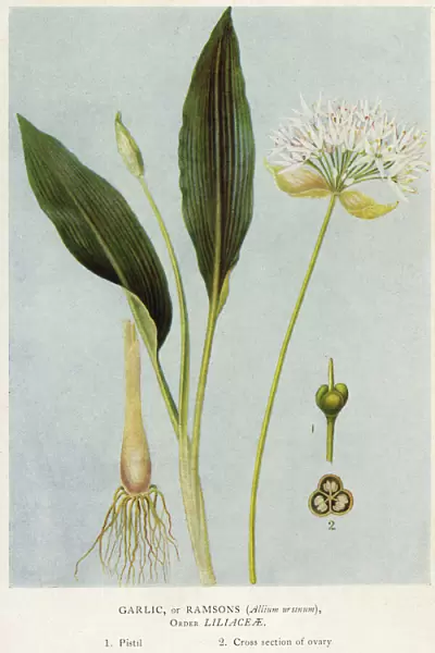 Plants  /  Allium Ursinum