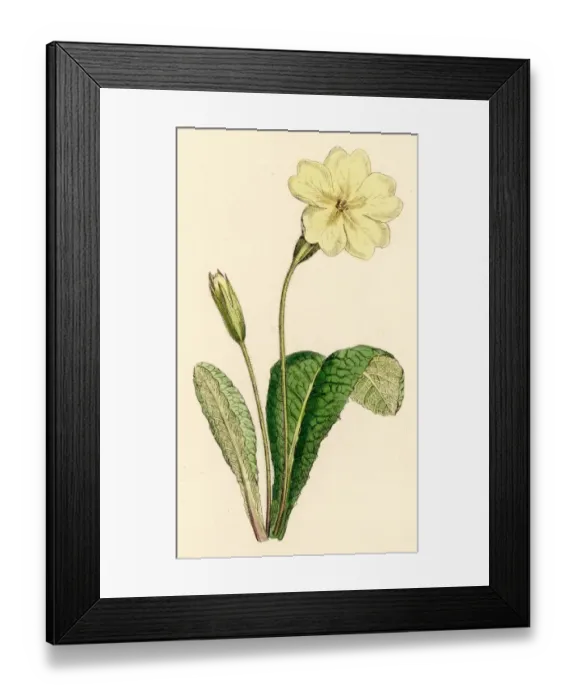 Framed Print : Plants / Primula Vulgaris Framed Print : Plants / Primula Vulgaris