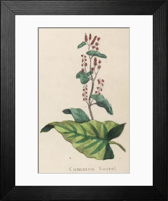 Framed Print : Plants / Rumex Acetosa Framed Print : Plants / Rumex Acetosa