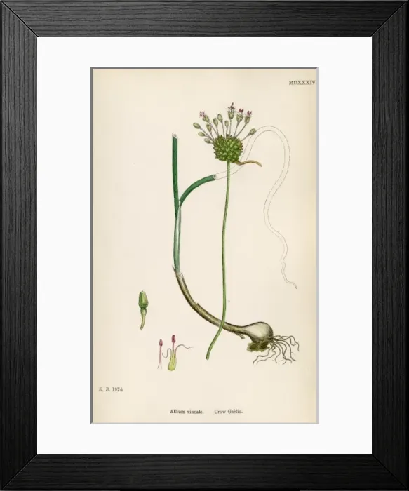Framed Print : Plants / Allium Vineale Framed Print : Plants / Allium Vineale